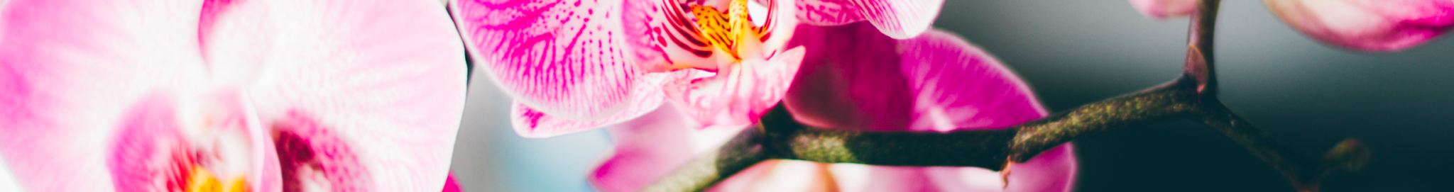 Orchids banner