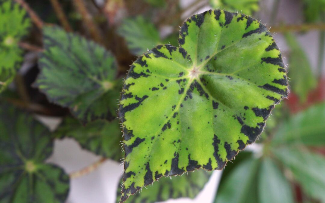 Agincourt Garden Club + Ron Brown present Hidden Villages in Toronto