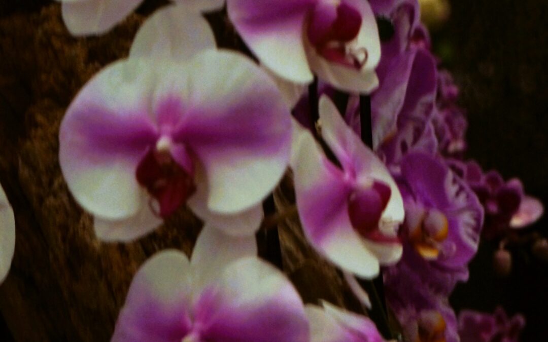 Agincourt Garden Club +  Terry Kennedy “All About Orchids”