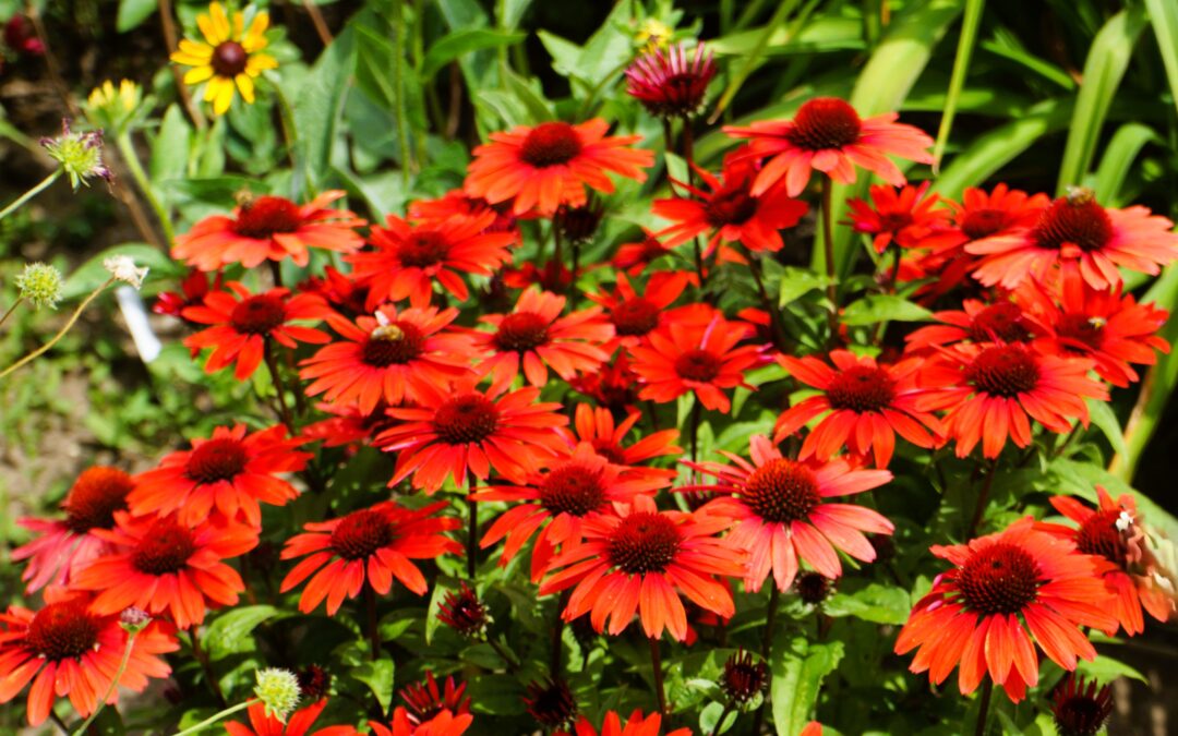Agincourt Garden Club – Free to the Public: Flower, Veggie + Design Show + Tea Room