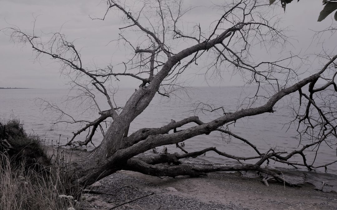 Agincourt Garden Club + Diana Shermet present Urban Forests