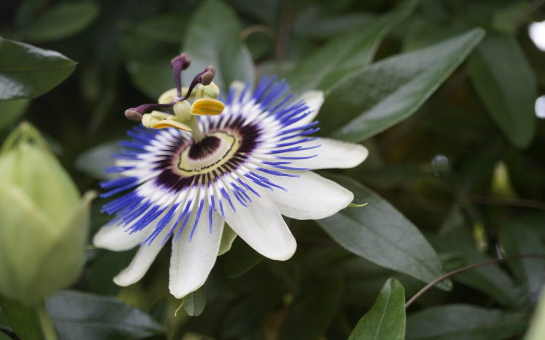 Agincourt Garden Club Presents James Graham on Garden Ramblings + Flower Show