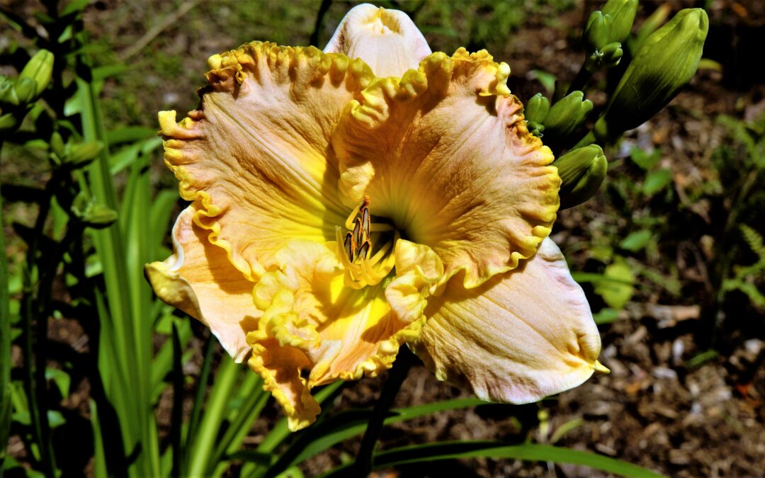 Agincourt Garden Club: Growing Fragrant Lilies + Flower Show