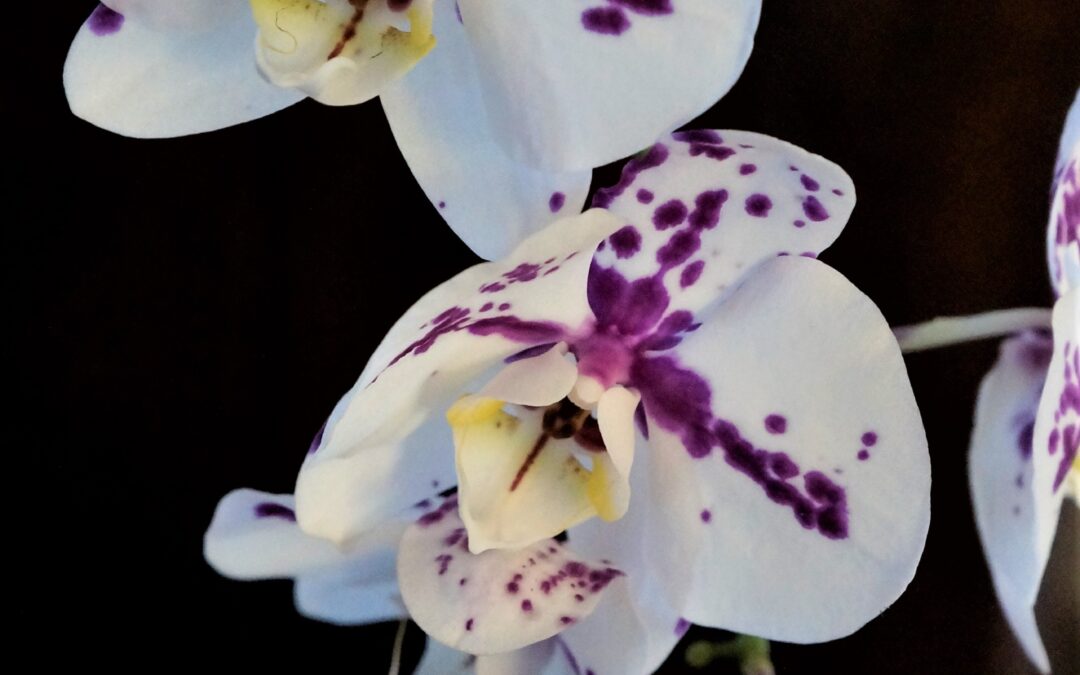 Agincourt Garden Club – Tips + Tricks on Orchids, laugh and dessert