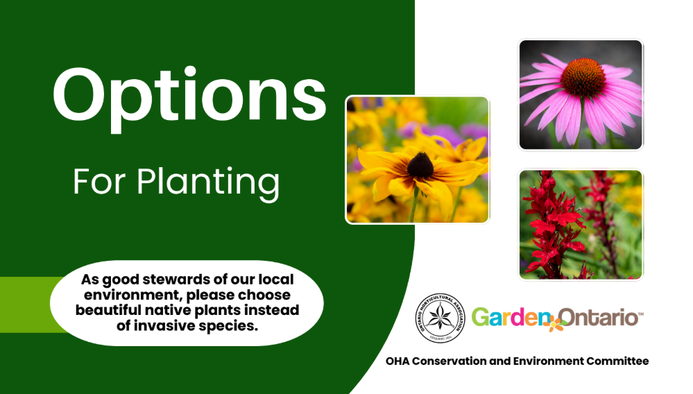 Options for planting business card