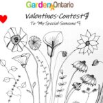 GardenOntario's Valentines contest - to my special someone #1