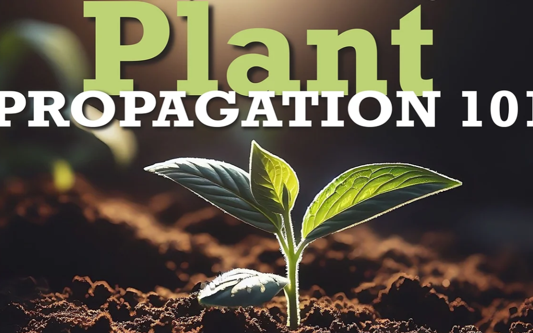 CHS March Meeting: ‘Plant Propagation 101’