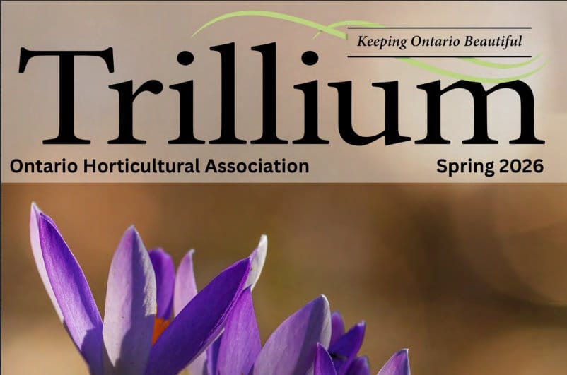 Trillium Spring 2026