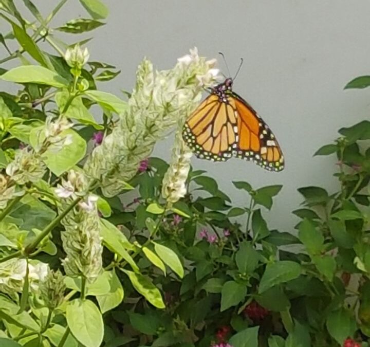 Spring Home & Garden Show Information Booth