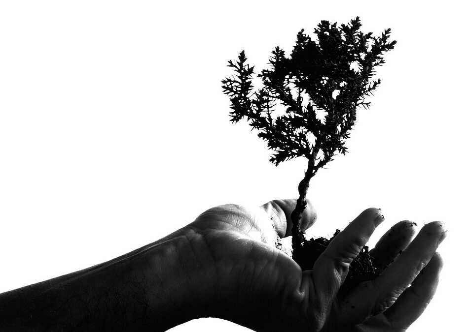 CHS Native Tree Planting – Lend a Hand