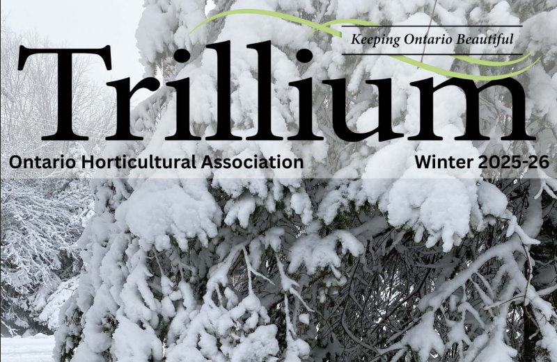 Trillium Winter 2025-26