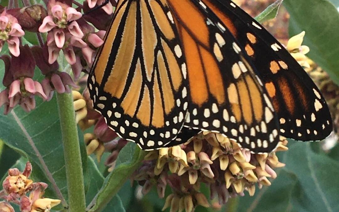 Schomberg Horticultural Society – “Gardening for Monarch Butterflies”