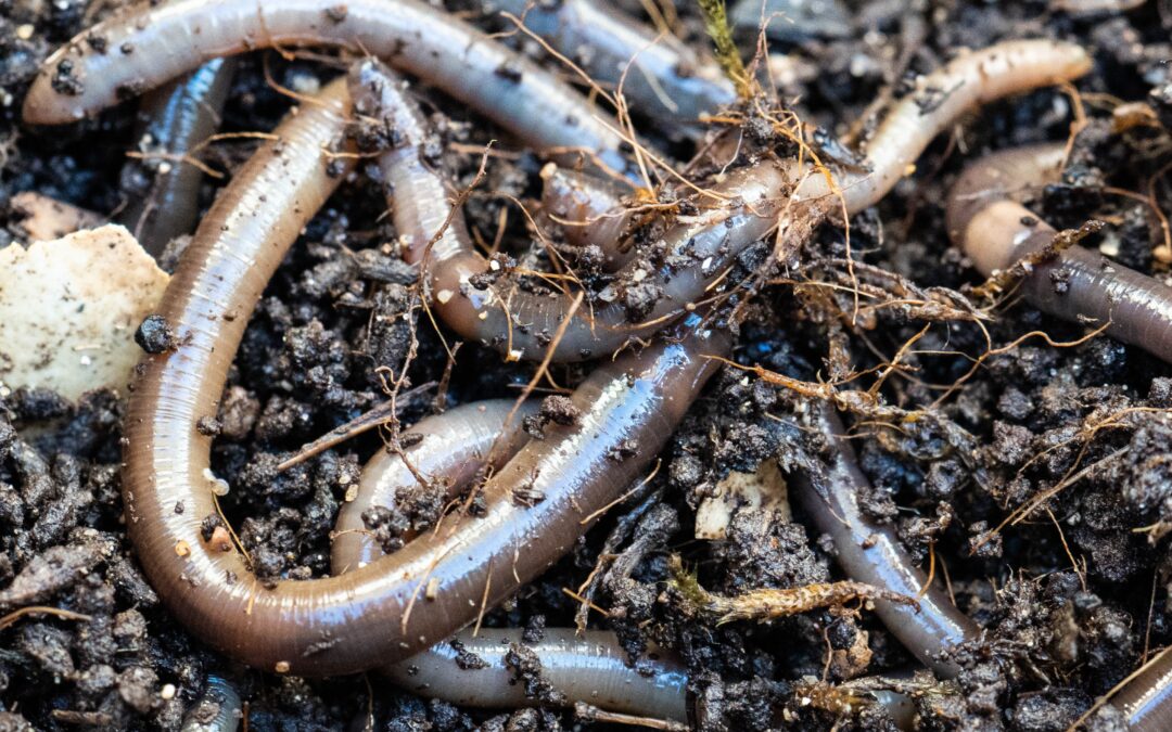 Schomberg Horticultural Society – Jumping Worms