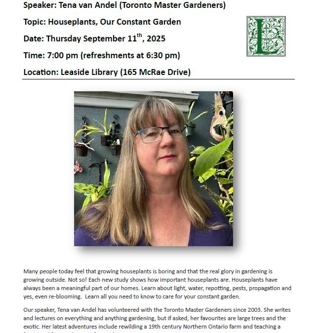 Houseplants, our constant garden