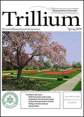 2019 Spring Trillium